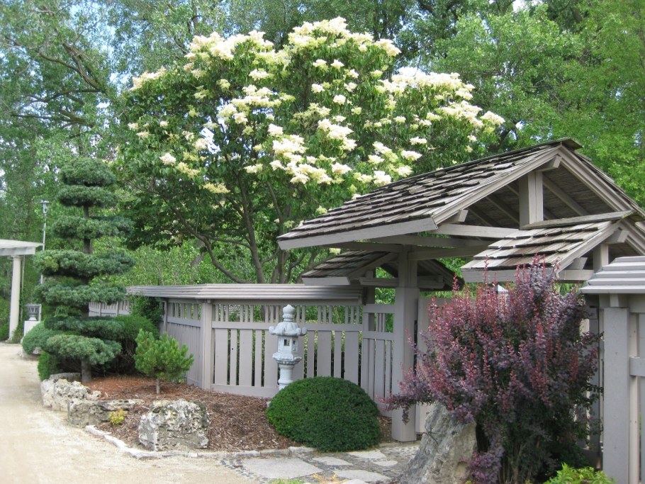 Черемуха в ландшафте