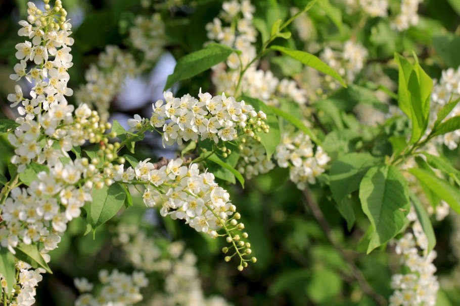 Цветущая черемуха