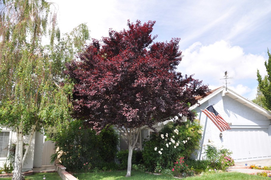 Слива Писсарди