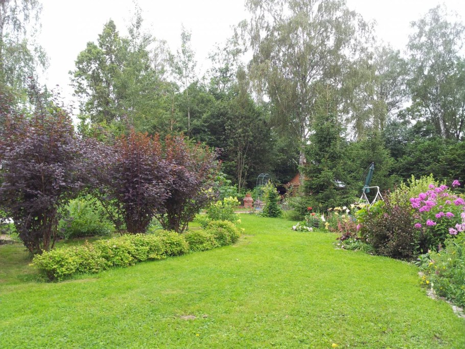 Черемуха краснолистная в саду