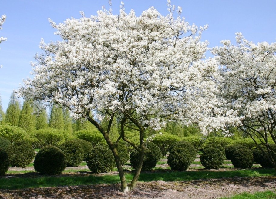 Ирга канадская "Ламарка" (Amelanchier lamarckii)