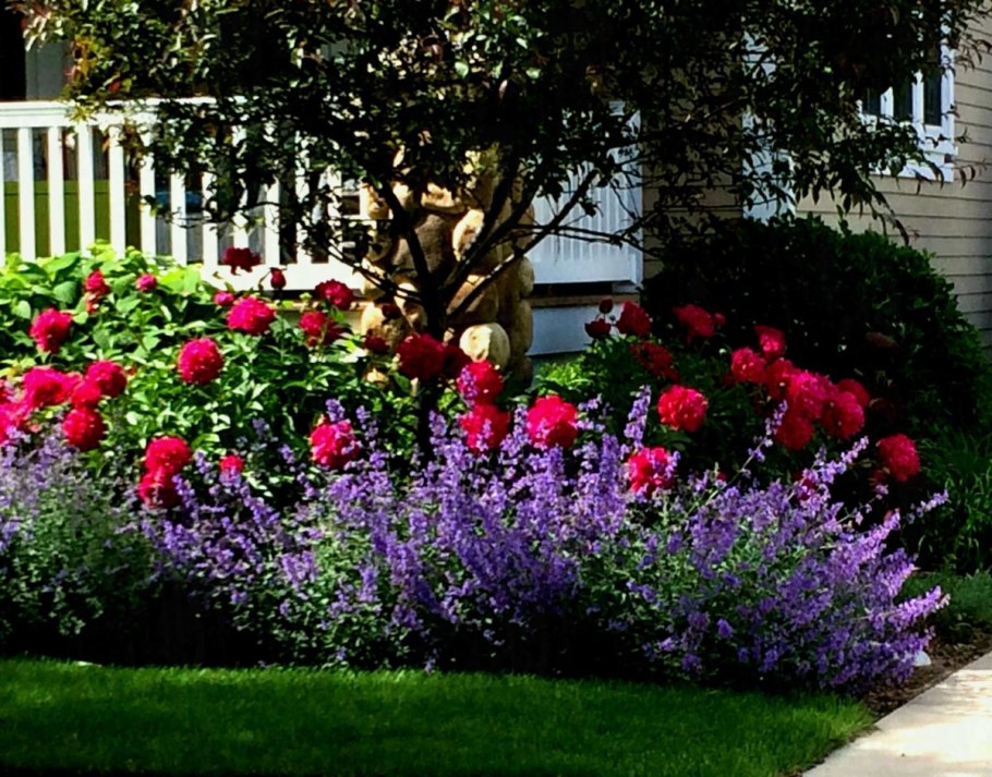 Рабатка Тунберга