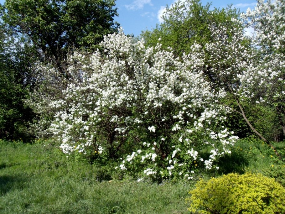 Жасмин дерево