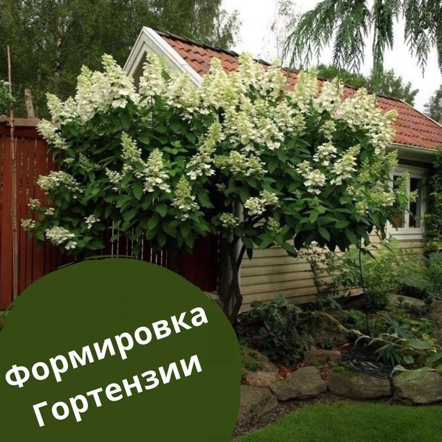 Гортензия Киушу штамбовая