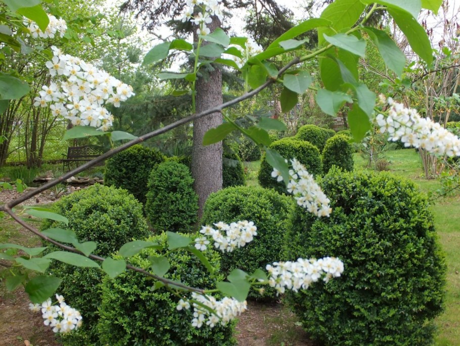 Черемуха краснолистная Сибирская красавица