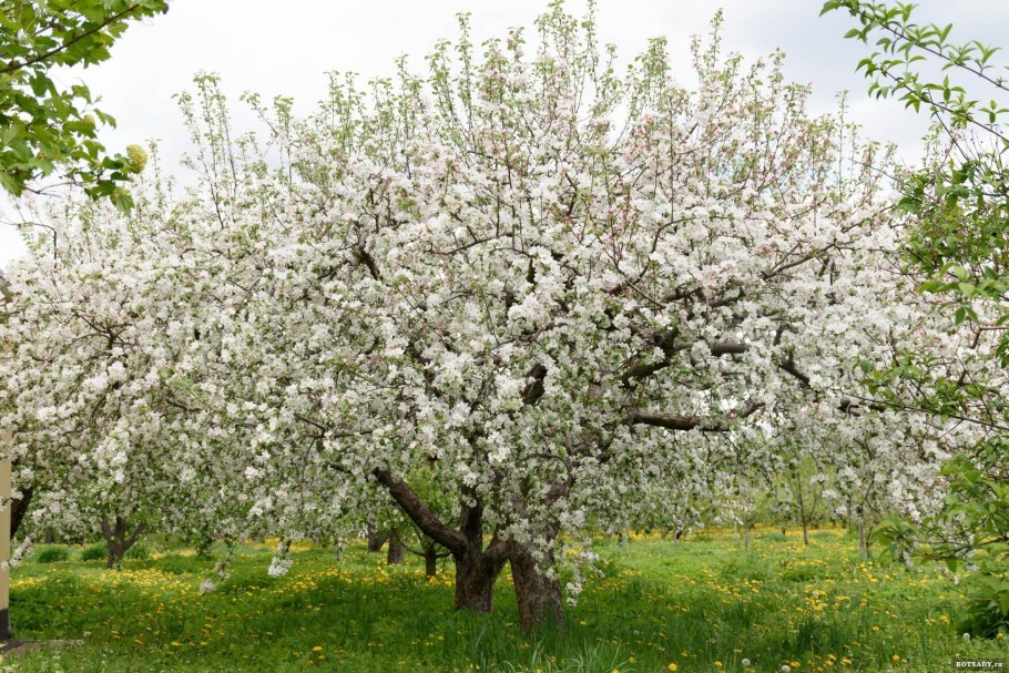 Яблоня "Malus" плодовая