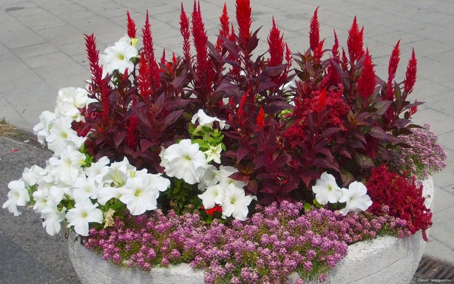 Колеус Амарант