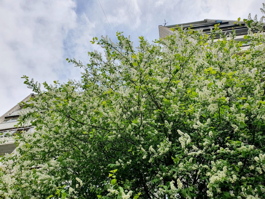 Черемуха Маака и Живая изгородь