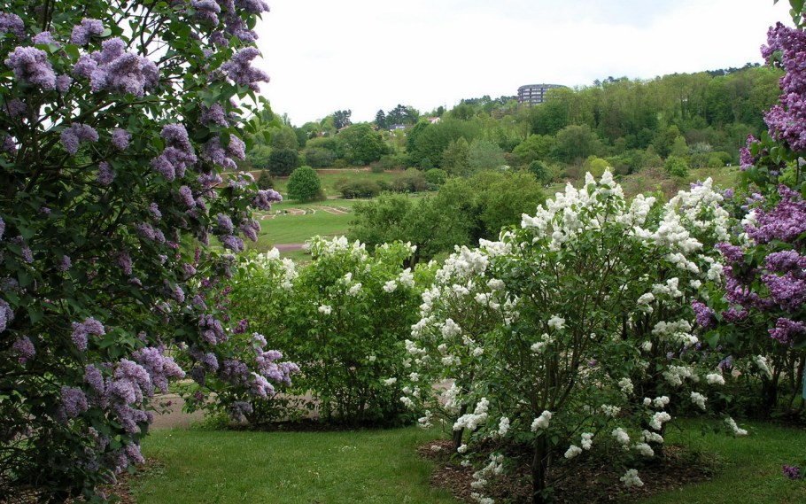 Сирень Жасмин черемуха