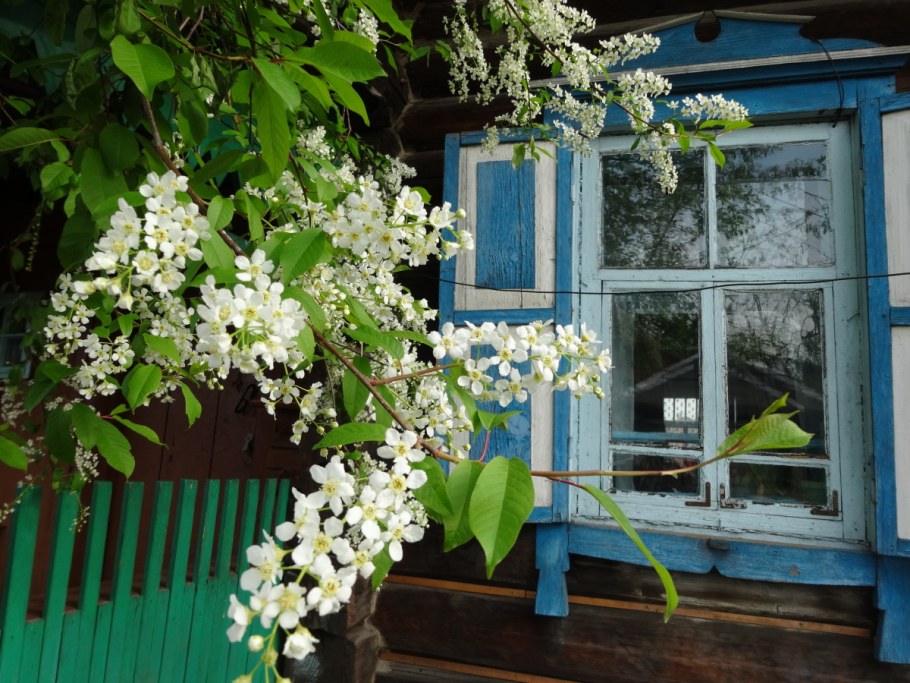 Сад вишня черёмуха