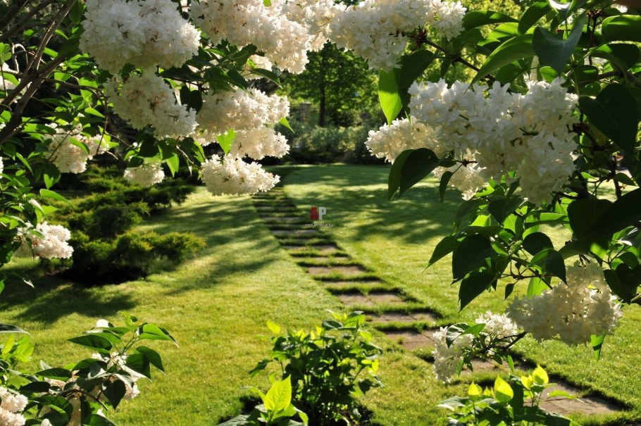 Сирень Садовая белая