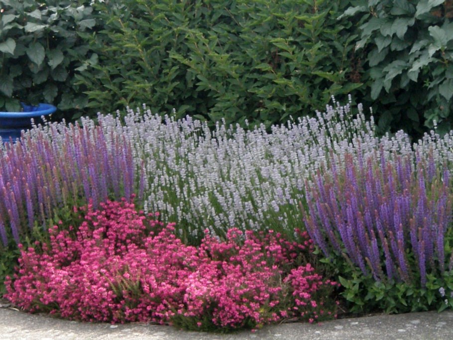 Сальвия Дубравная (шалфей) Нью Деменшн Роуз