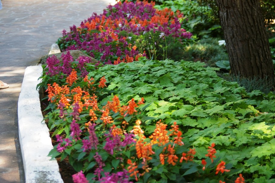 Сальвия Кембридж