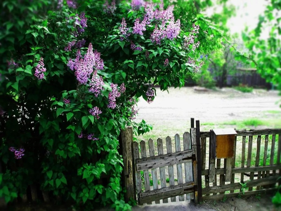 Сирень летний сад