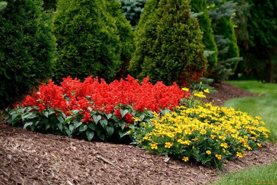 Рабатка Тунберга однолетник