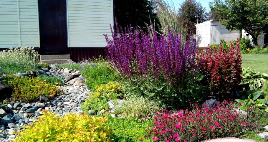 Шалфей Дубравный "Швелленбург" (Salvia nemorosa 'Schwellenburg')