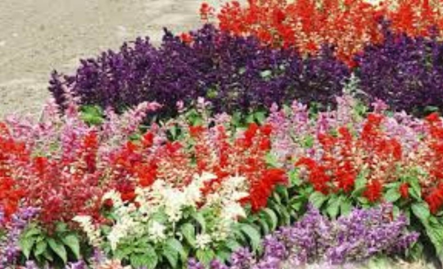 Сальвия Скарлет ландшафте