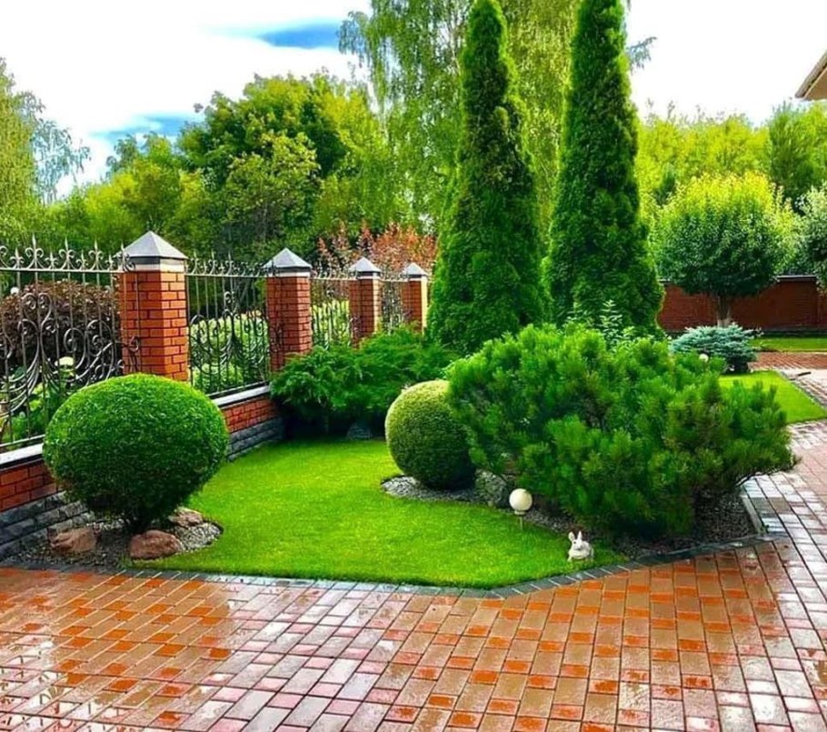 Туя Даника Живая изгородь