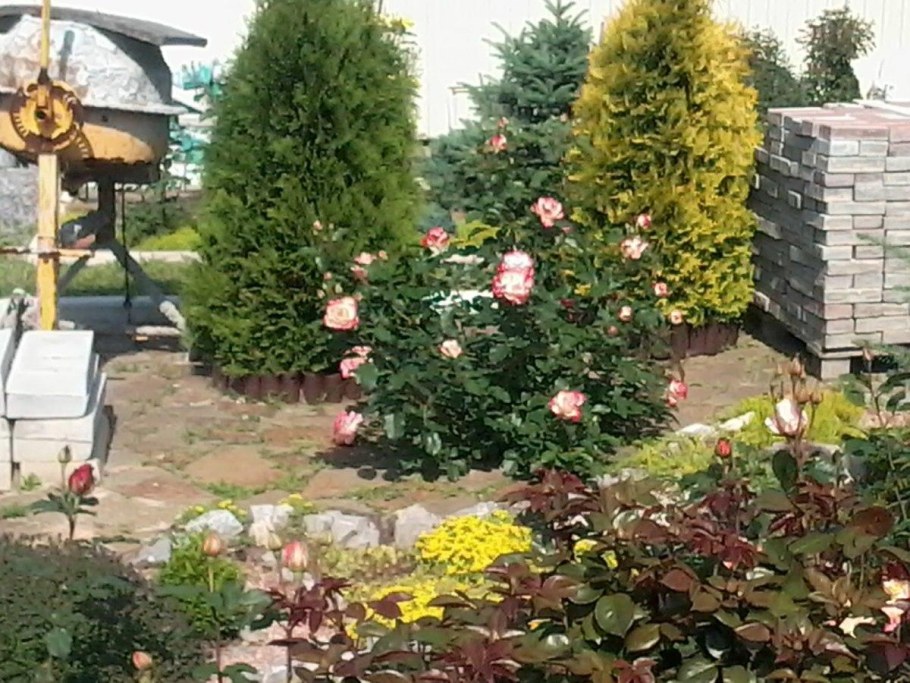 Плетистая роза с туей