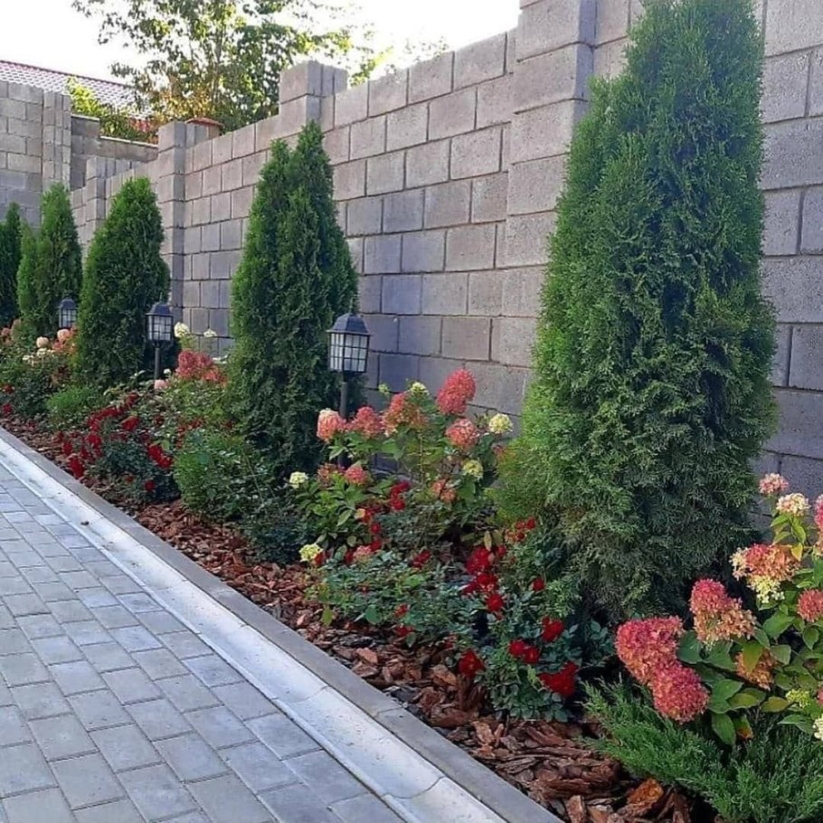 Туя Даника изгородь