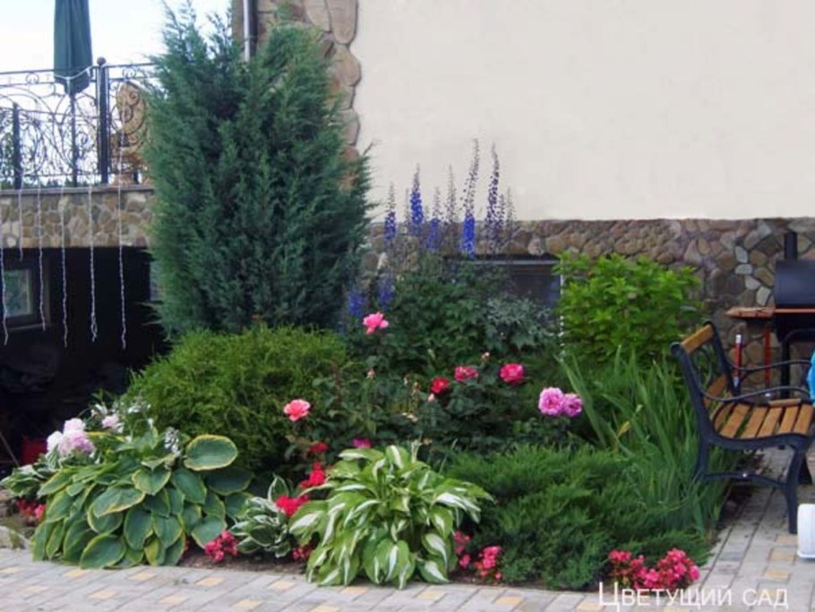 Хоста Блю Эрроу