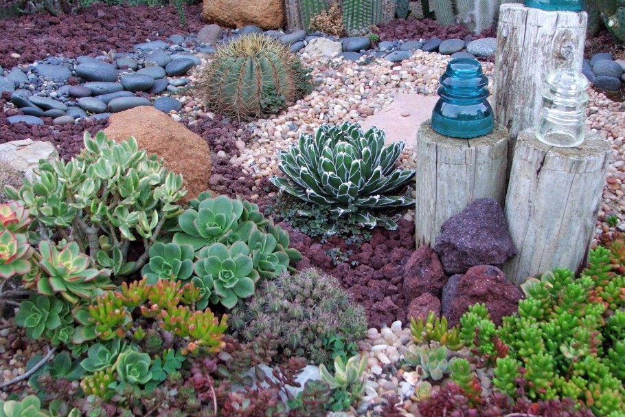 Молодило каменная роза на клумбе