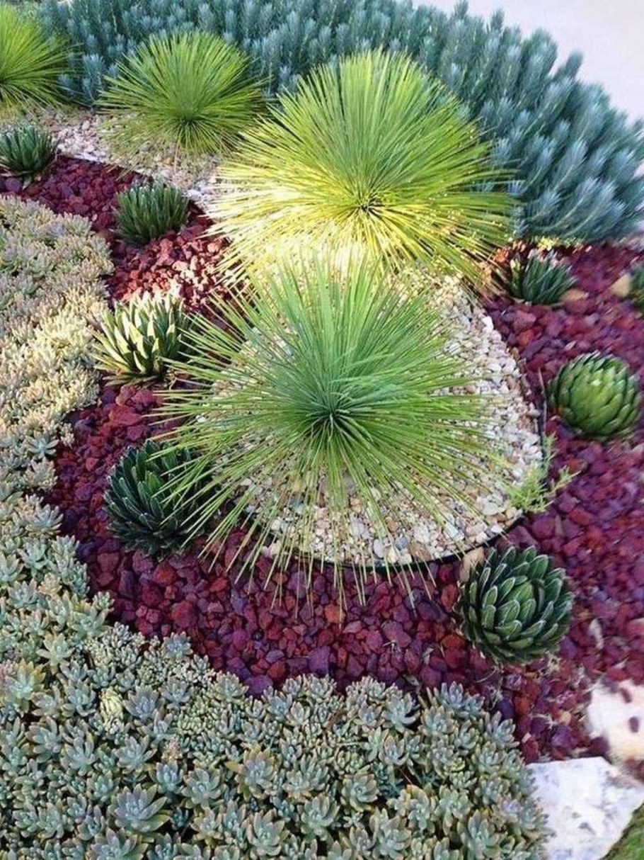 Очиток ,молодило Суккуленты