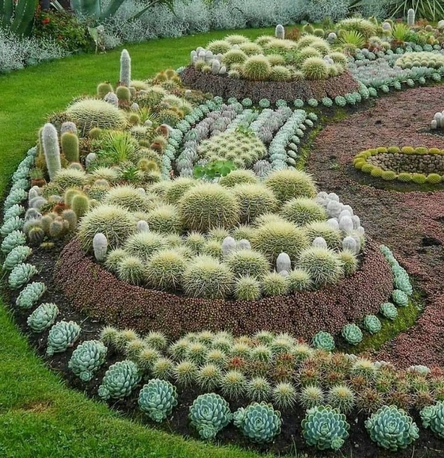 Камнеломка суккулент