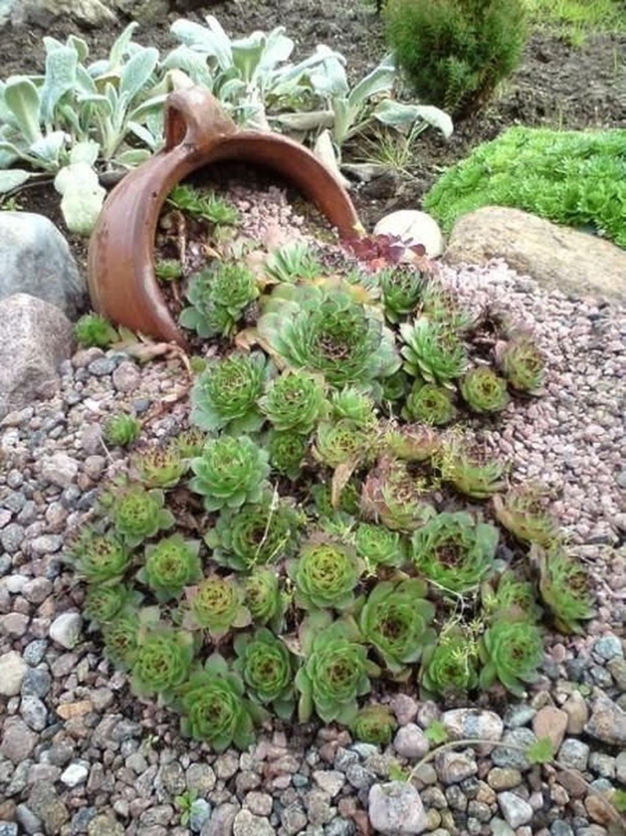 Молодило Sempervivum Silberkarneol
