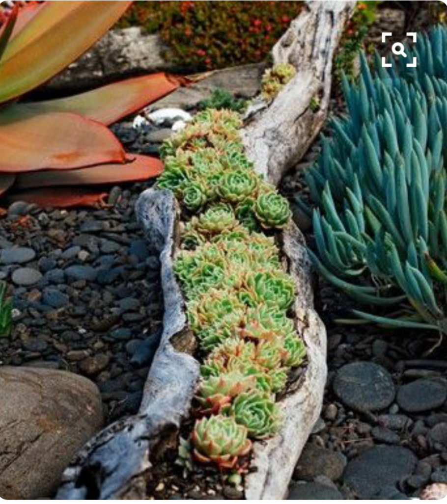 Молодило гипертуф