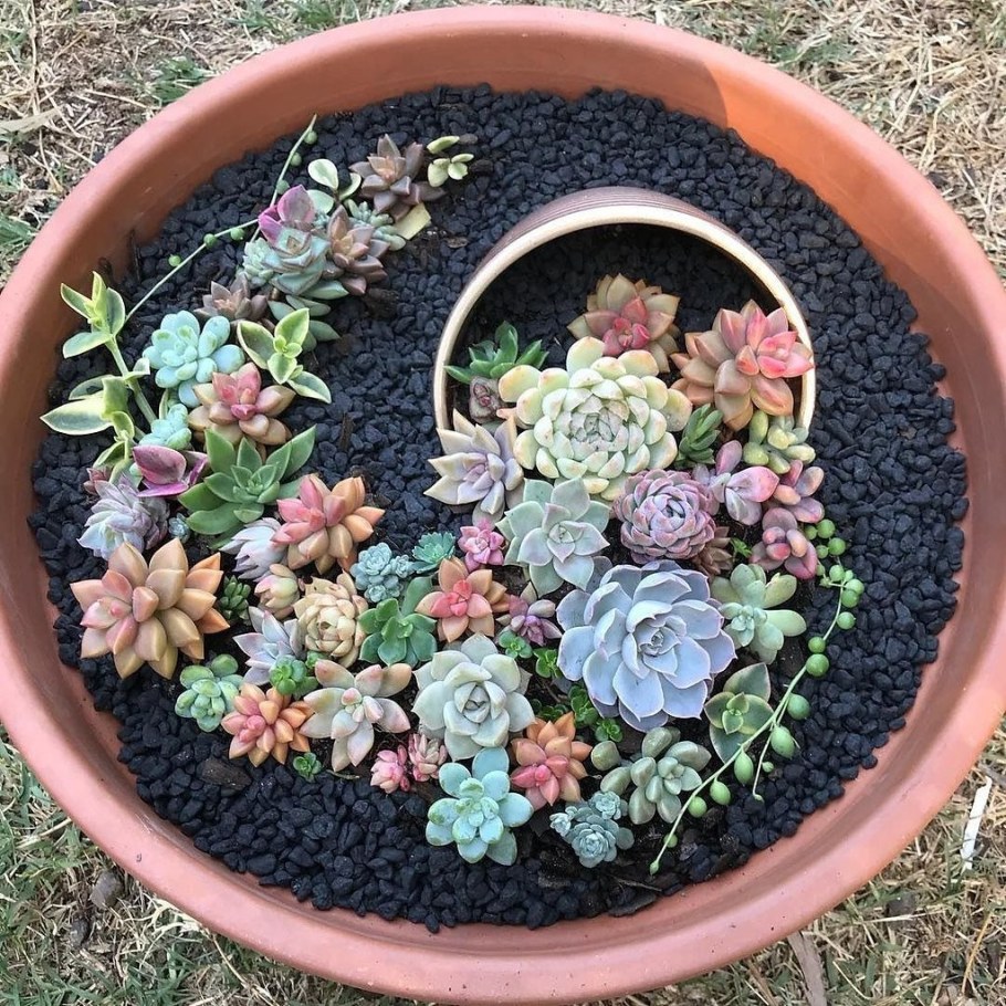 Молодило гипертуф