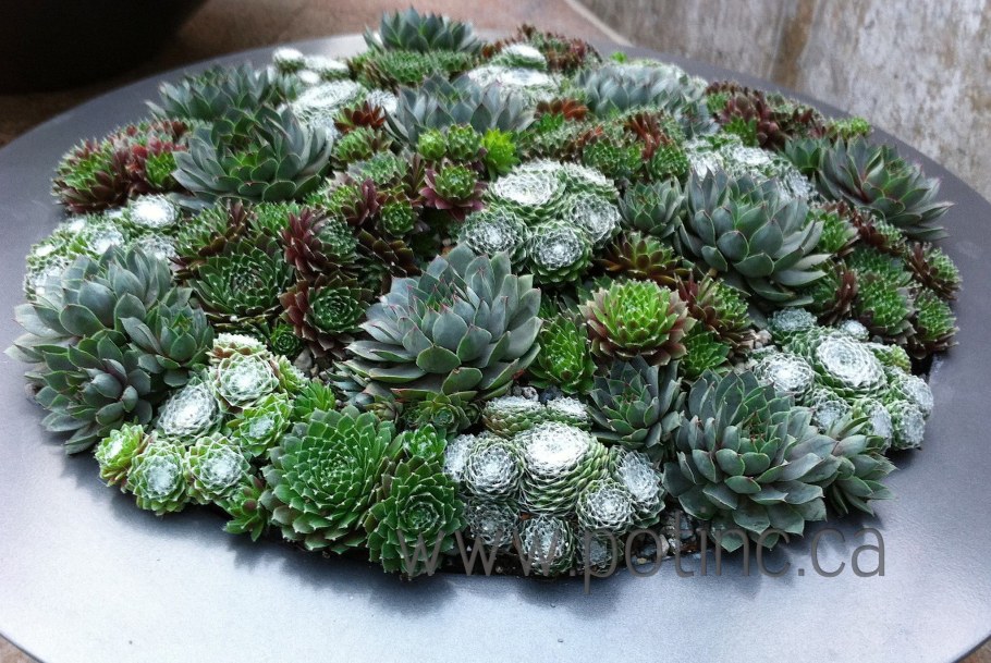 Седум Очиток каменная роза