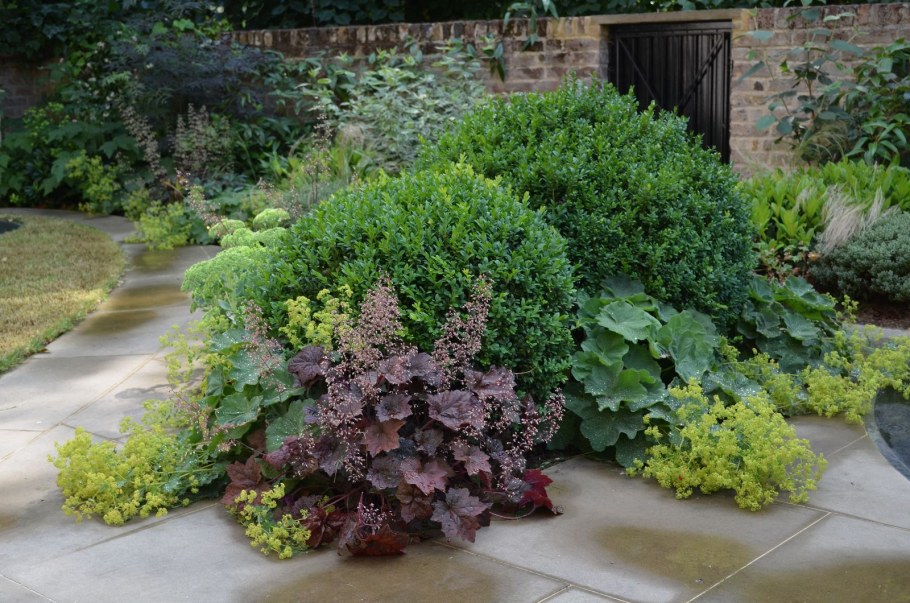 Манжетка и гейхера