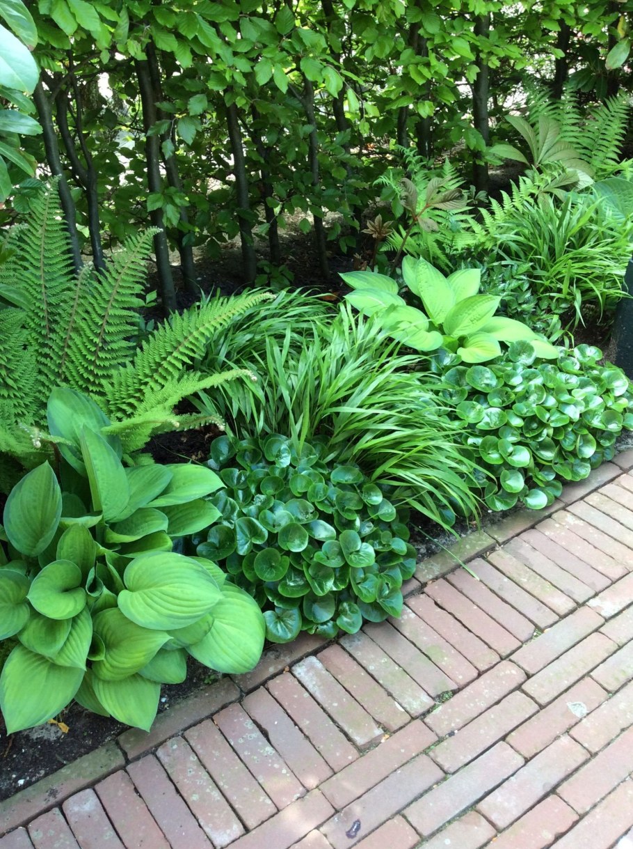 Хосты в ландшафте