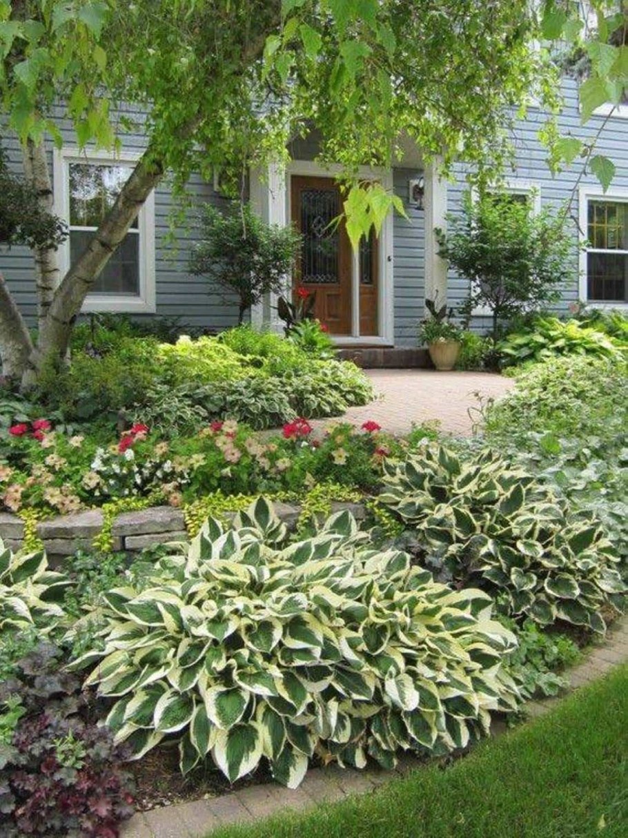 Хоста и колеус