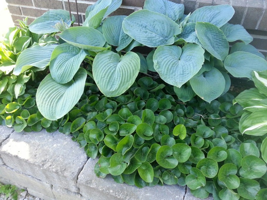 Хоста копытень Европейский