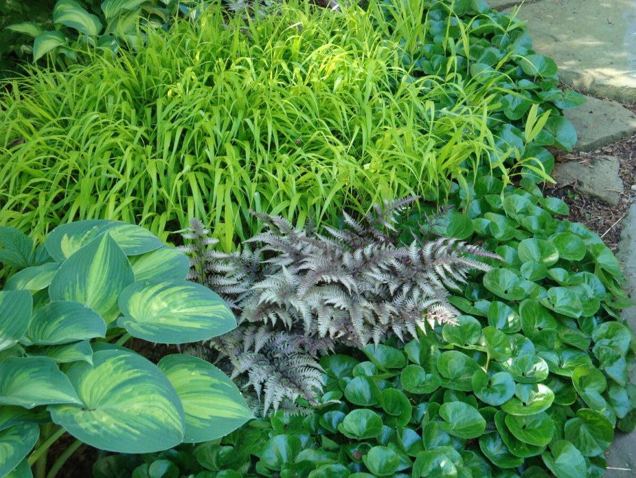 Хоста вербейник папоротник