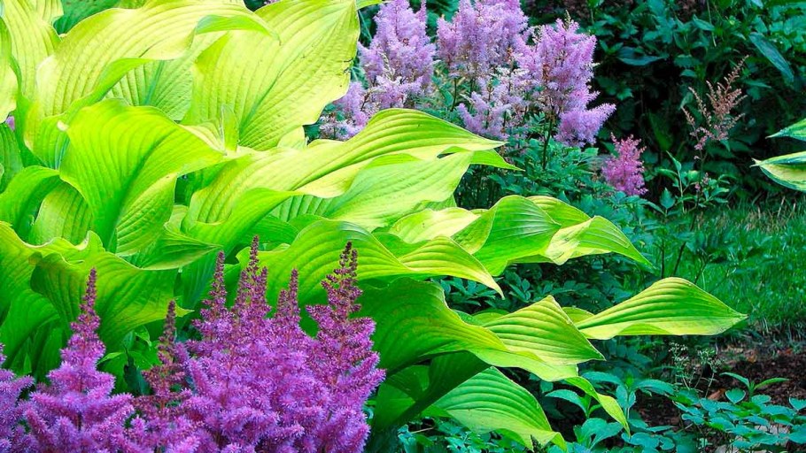 Хоста, астильба, гортензия и Лаванда