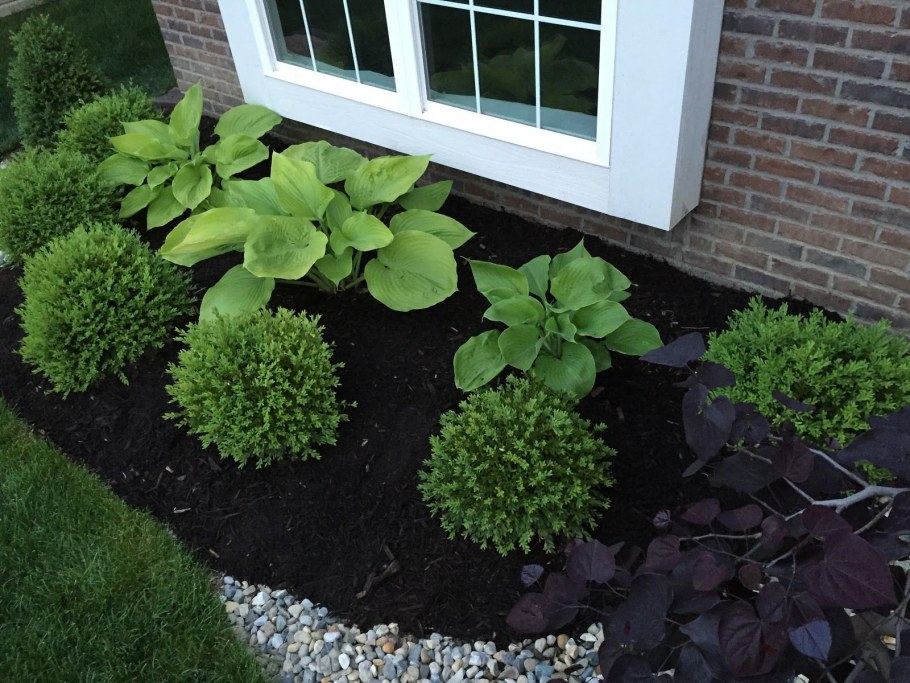 Туя Даника на клумбе