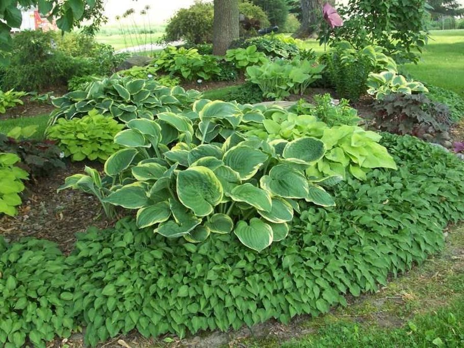 Хоста бордер Фаворит