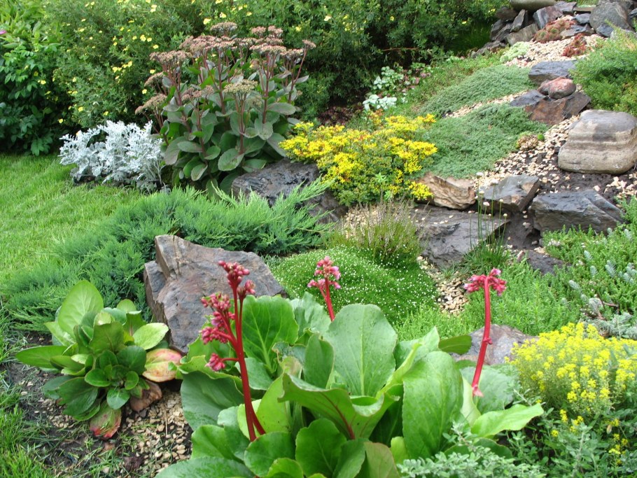 Бадан в миксбордере