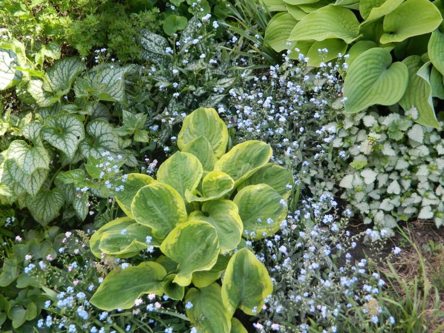 Барвинок. Камнеломка. Хоста.