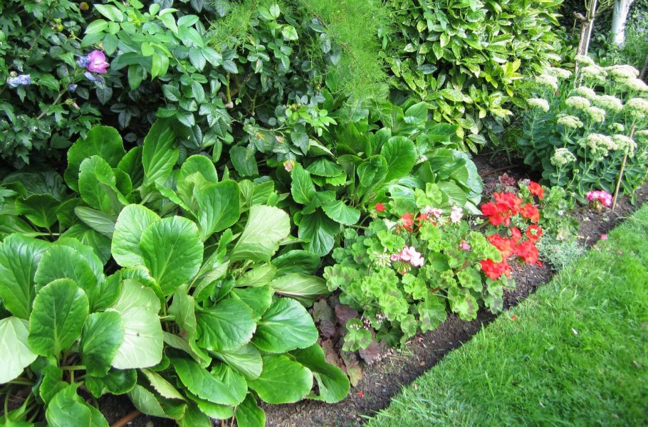 Бадан и Хоста