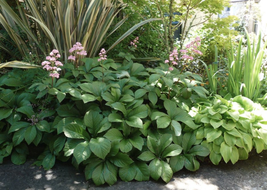 Роджерсия перистая