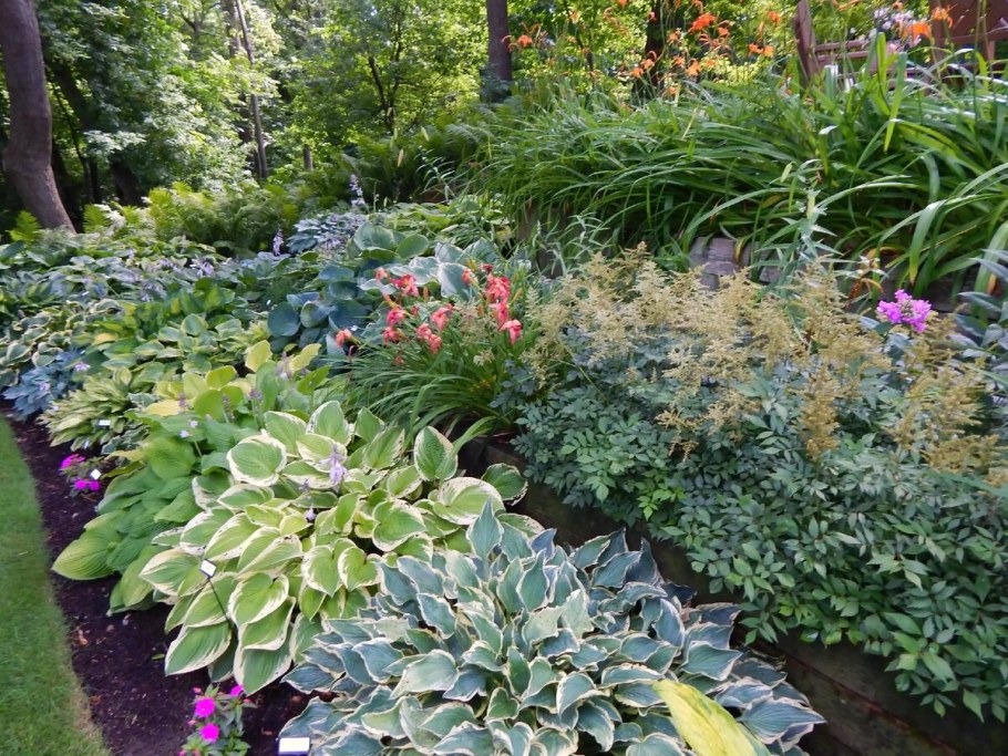 Живучка бузульник Хоста