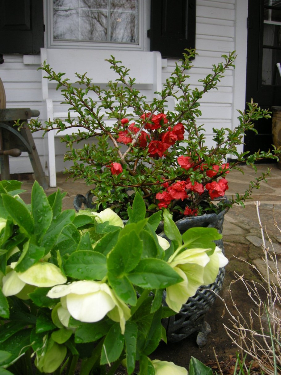 Айва японская Техас Скарлет