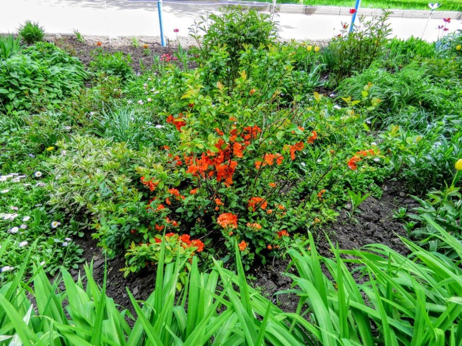 Хеномелес катаянский