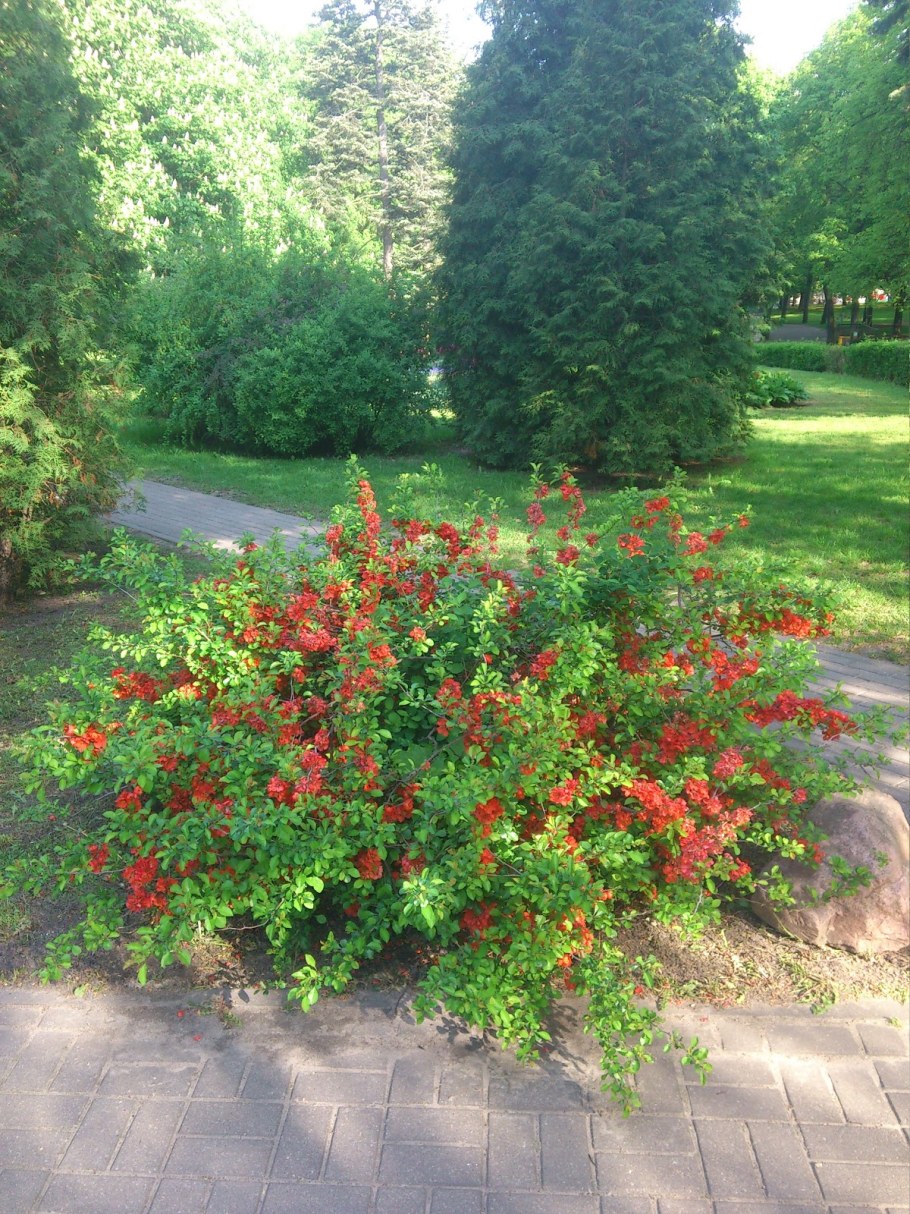 Хеномелес Живая изгородь