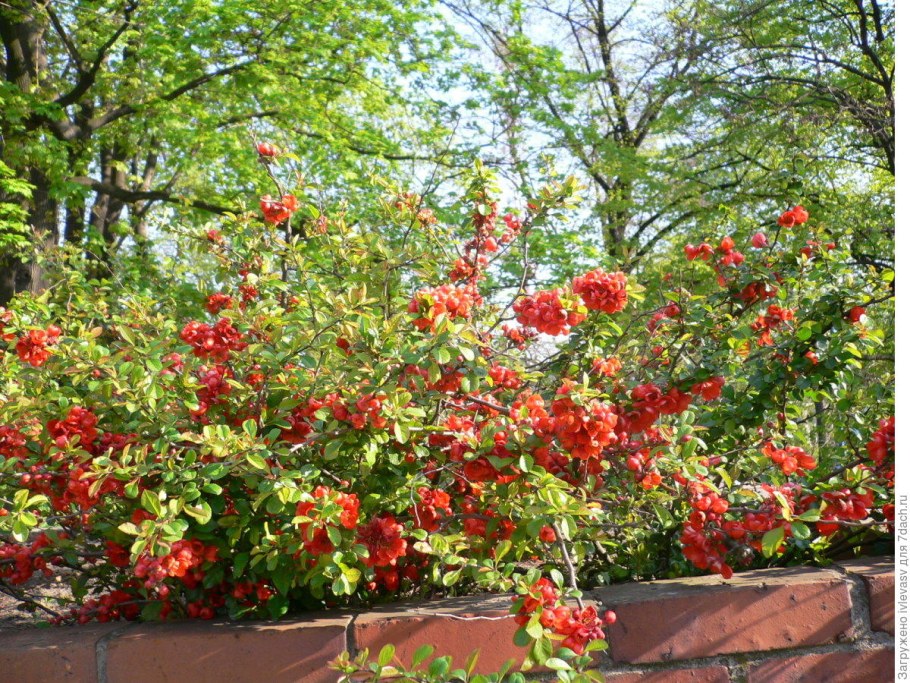 Айва (хеномелес) великолепная камео