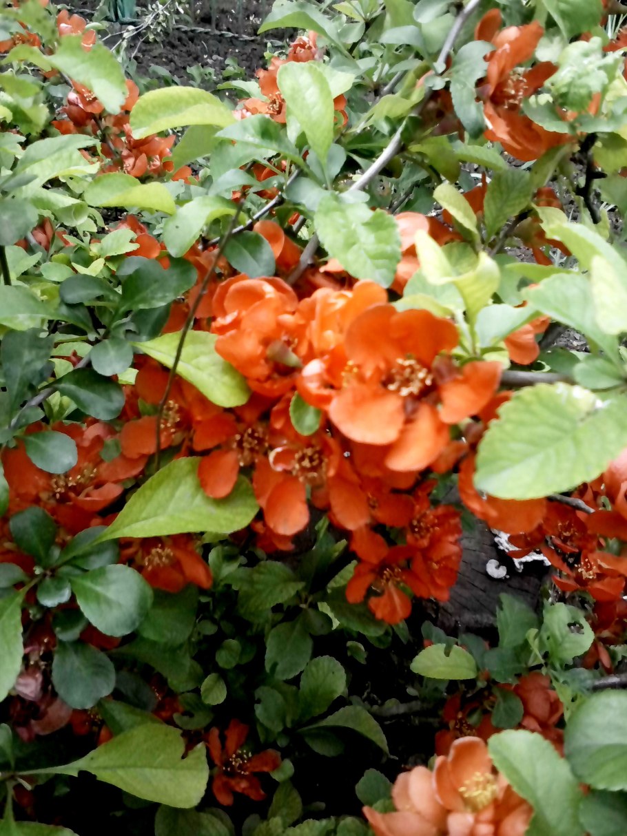 Хеномелес японский, айва японская Chaenomeles japonica